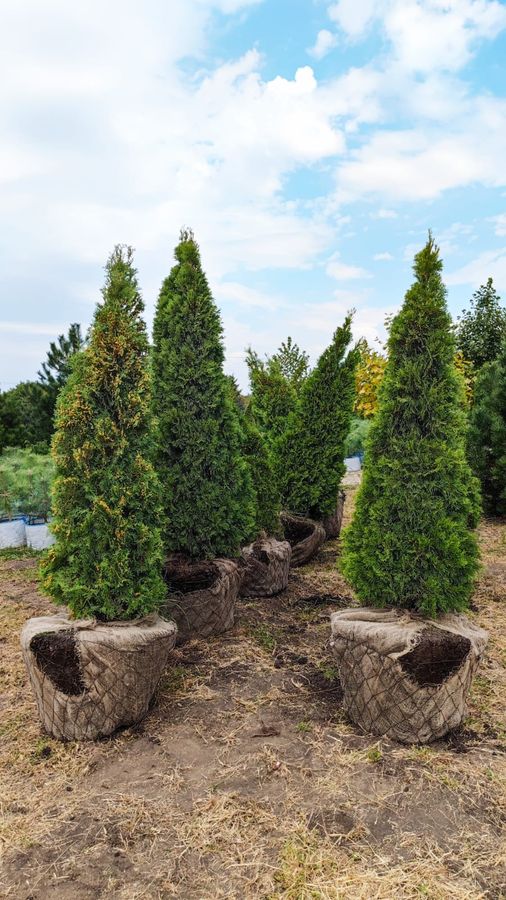 Пересадчик деревьев гидравлический (трактор или погрузчик)