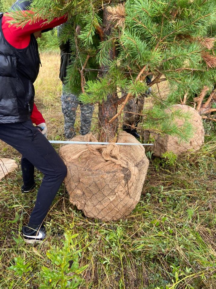 Пересадчик деревьев гидравлический (трактор или погрузчик)